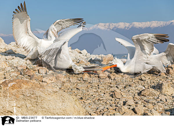 Krauskopfpelikane / Dalmatian pelicans / MBS-23677