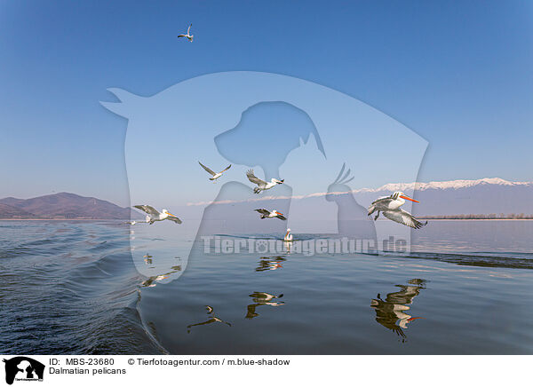 Krauskopfpelikane / Dalmatian pelicans / MBS-23680