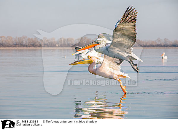 Krauskopfpelikane / Dalmatian pelicans / MBS-23681
