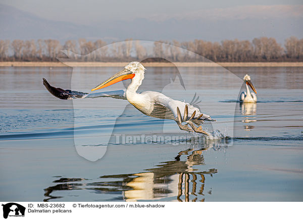 Krauskopfpelikane / Dalmatian pelicans / MBS-23682