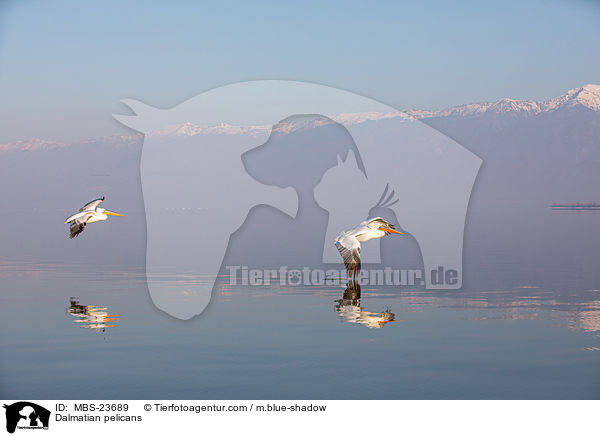 Krauskopfpelikane / Dalmatian pelicans / MBS-23689