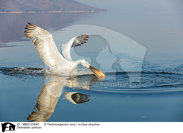 Krauskopfpelikan / Dalmatian pelican / MBS-23690