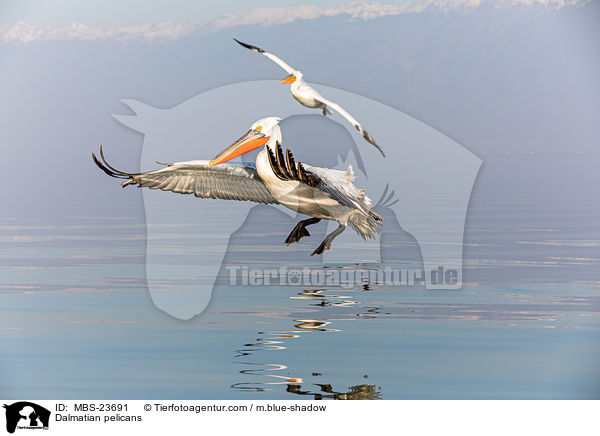Krauskopfpelikane / Dalmatian pelicans / MBS-23691