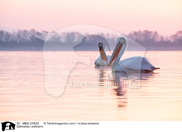 Krauskopfpelikane / Dalmatian pelicans / MBS-23692