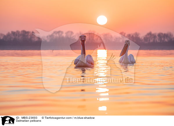 Krauskopfpelikane / Dalmatian pelicans / MBS-23693