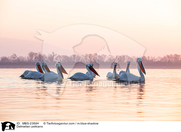 Dalmatian pelicans / MBS-23694