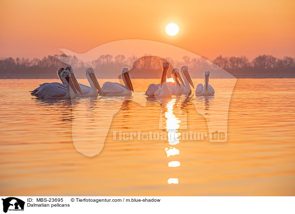 Krauskopfpelikane / Dalmatian pelicans / MBS-23695