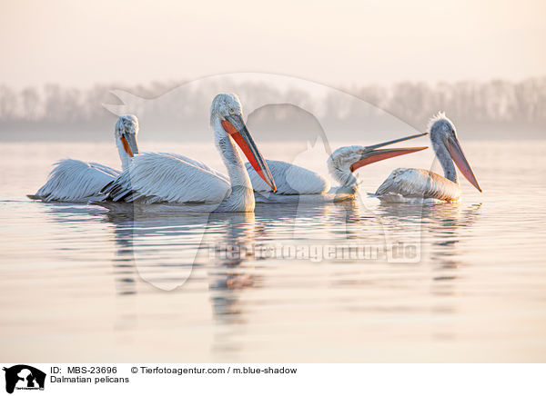 Krauskopfpelikane / Dalmatian pelicans / MBS-23696