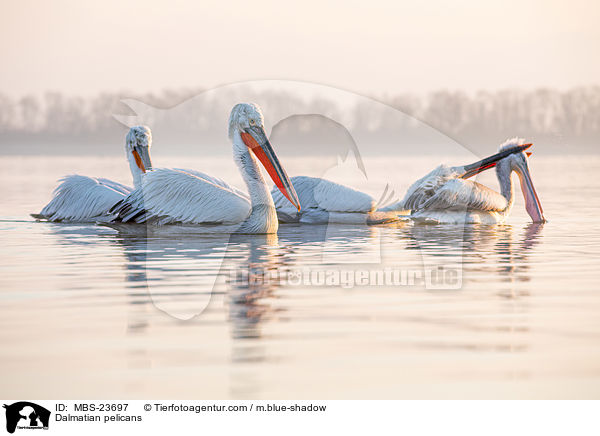 Krauskopfpelikane / Dalmatian pelicans / MBS-23697