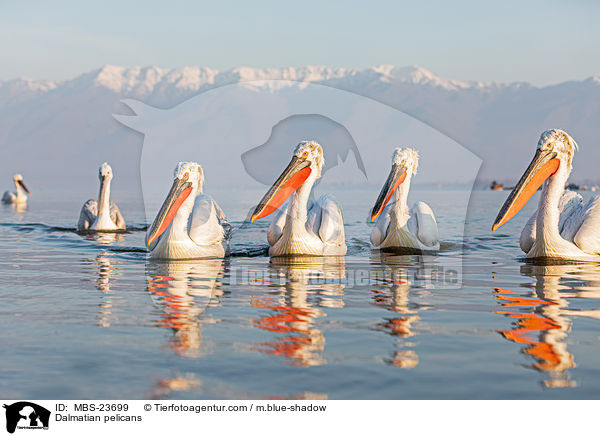 Krauskopfpelikane / Dalmatian pelicans / MBS-23699