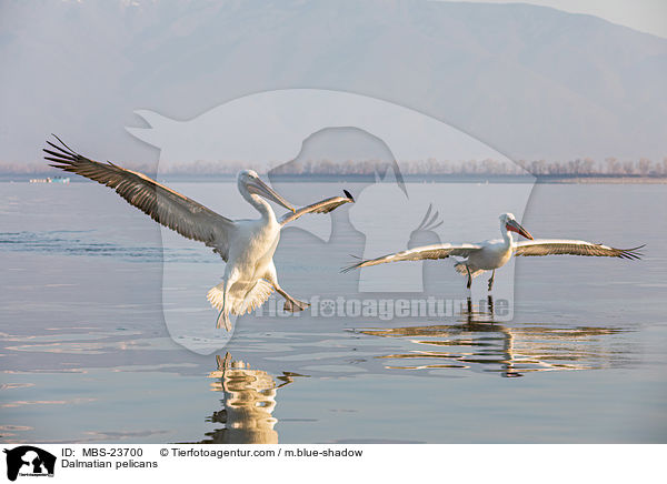 Krauskopfpelikane / Dalmatian pelicans / MBS-23700