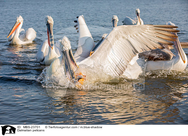 Krauskopfpelikane / Dalmatian pelicans / MBS-23701