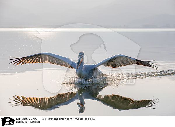 Krauskopfpelikan / Dalmatian pelican / MBS-23703