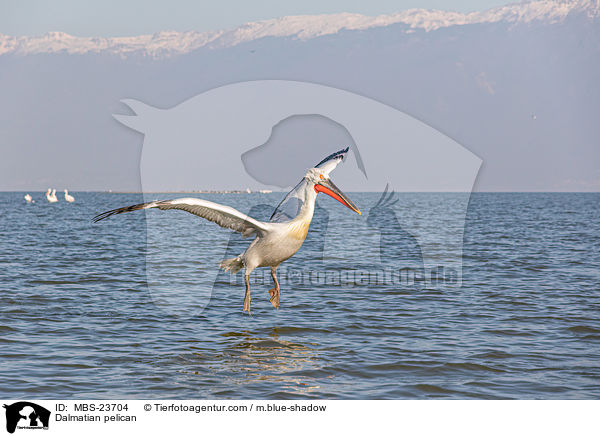 Krauskopfpelikan / Dalmatian pelican / MBS-23704