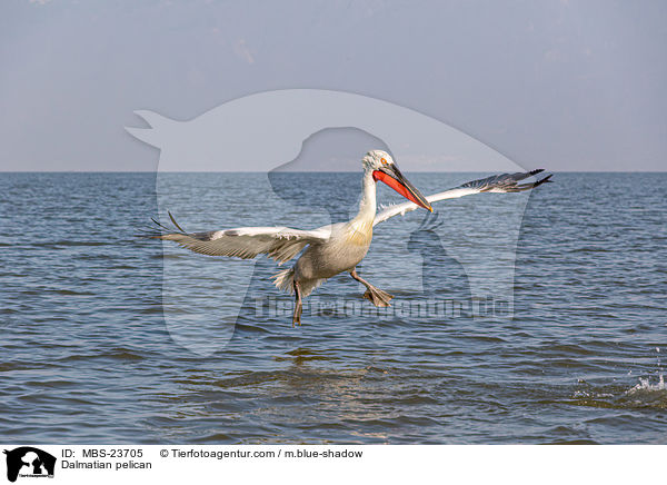 Dalmatian pelican / MBS-23705
