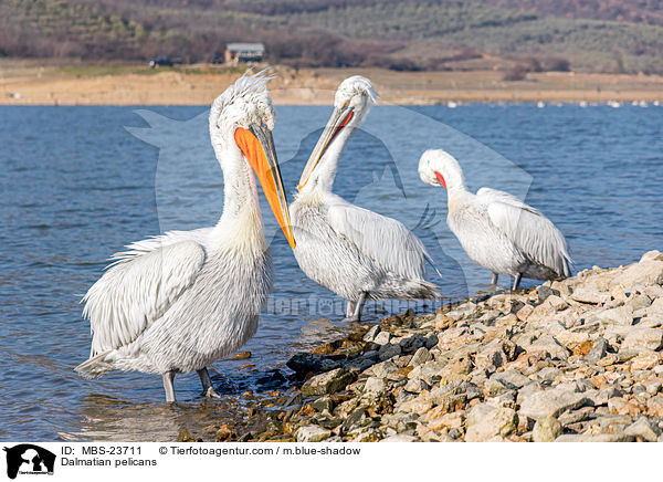 Krauskopfpelikane / Dalmatian pelicans / MBS-23711