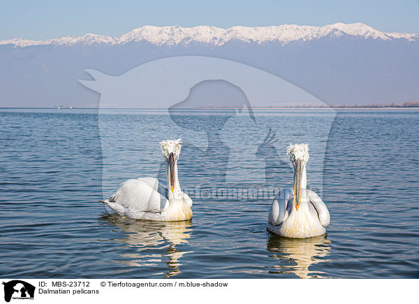 Dalmatian pelicans / MBS-23712