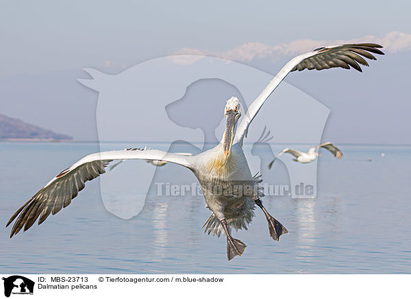 Dalmatian pelicans / MBS-23713