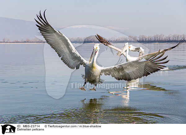 Krauskopfpelikane / Dalmatian pelicans / MBS-23714