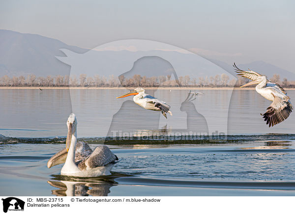 Krauskopfpelikane / Dalmatian pelicans / MBS-23715