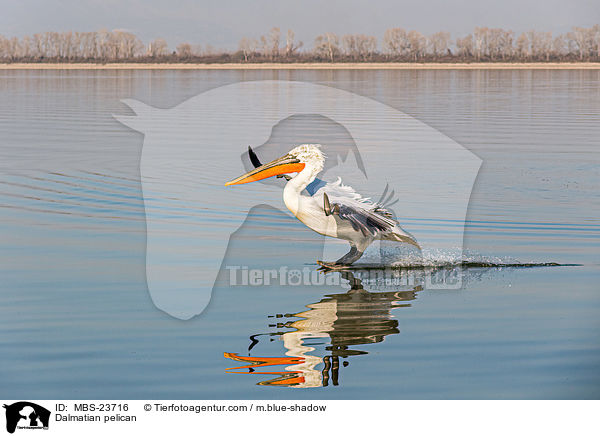 Krauskopfpelikan / Dalmatian pelican / MBS-23716