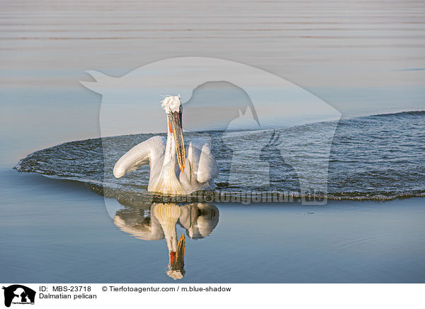 Krauskopfpelikan / Dalmatian pelican / MBS-23718