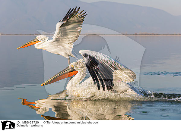 Krauskopfpelikane / Dalmatian pelicans / MBS-23720