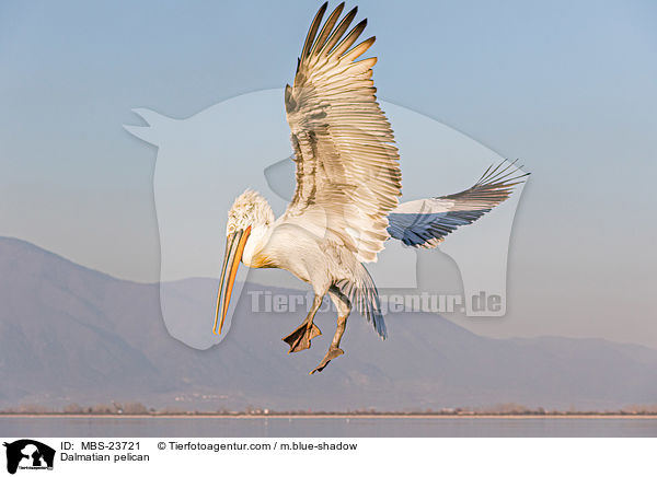 Krauskopfpelikan / Dalmatian pelican / MBS-23721