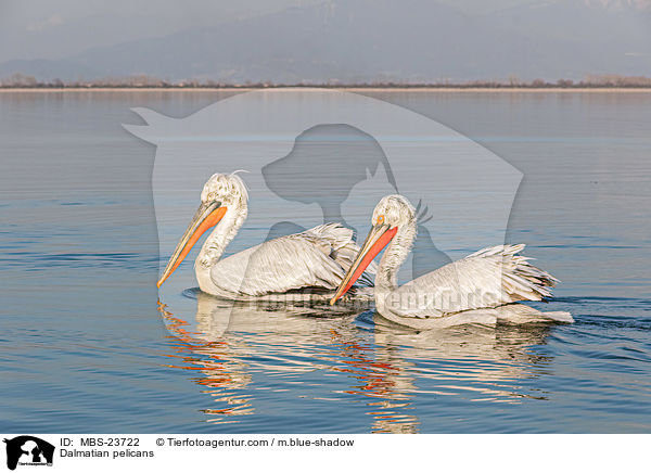 Krauskopfpelikane / Dalmatian pelicans / MBS-23722