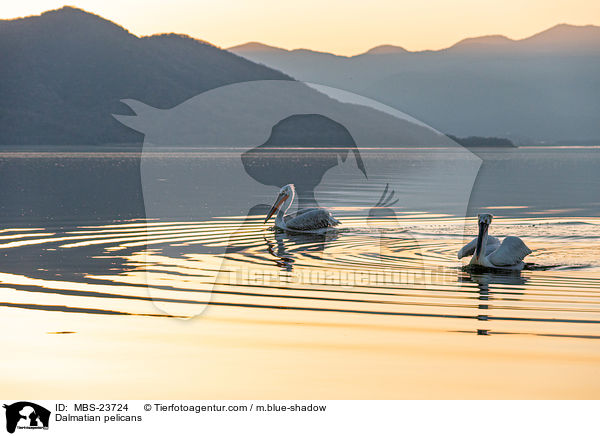 Krauskopfpelikane / Dalmatian pelicans / MBS-23724