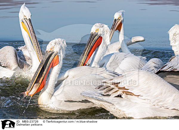 Krauskopfpelikane / Dalmatian pelicans / MBS-23726