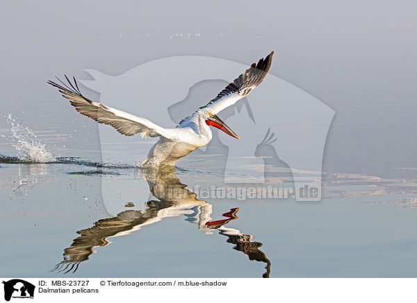 Krauskopfpelikane / Dalmatian pelicans / MBS-23727