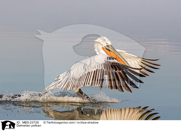 Krauskopfpelikan / Dalmatian pelican / MBS-23728