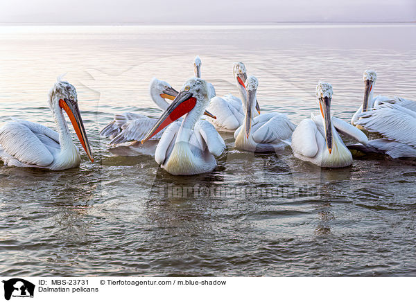 Krauskopfpelikane / Dalmatian pelicans / MBS-23731