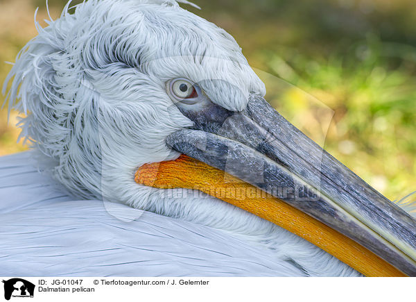 Krauskopfpelikan / Dalmatian pelican / JG-01047