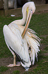 Dalmatian pelican