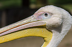 Dalmatian pelican