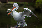 Dalmatian pelican