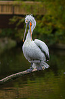 Dalmatian pelican