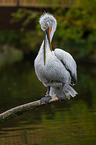 Dalmatian pelican