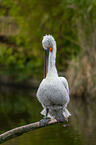 Dalmatian pelican