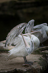 Dalmatian pelican