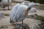 Dalmatian pelican