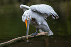 Dalmatian pelican