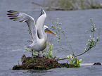 flying Dalmatian Pelican