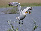 flying Dalmatian Pelican