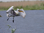 flying Dalmatian Pelican