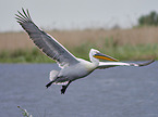 flying Dalmatian Pelican