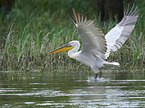 flying Dalmatian Pelican