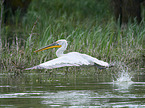 flying Dalmatian Pelican